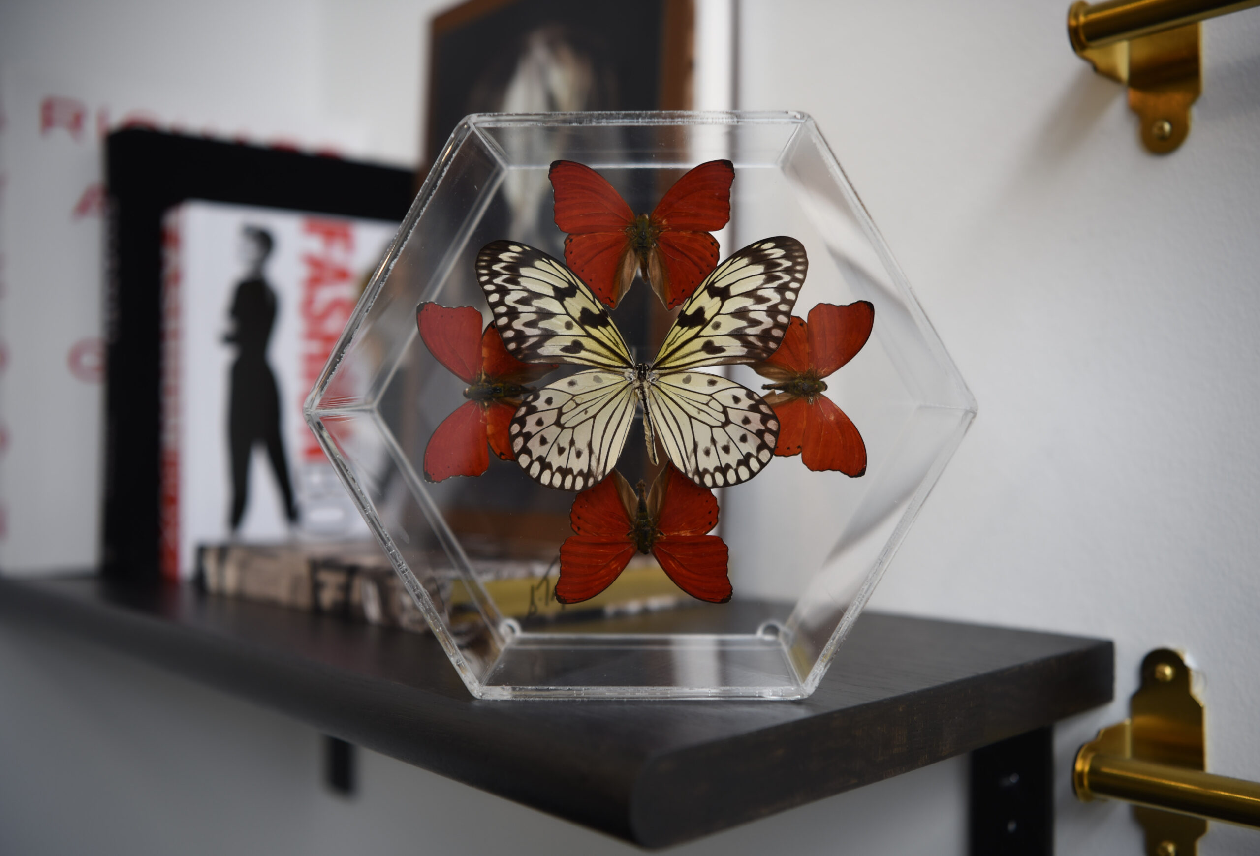 A delicate butterfly preserved within a clear showpiece, showcasing its vibrant colors and intricate wing patterns against a soft, blurred background.